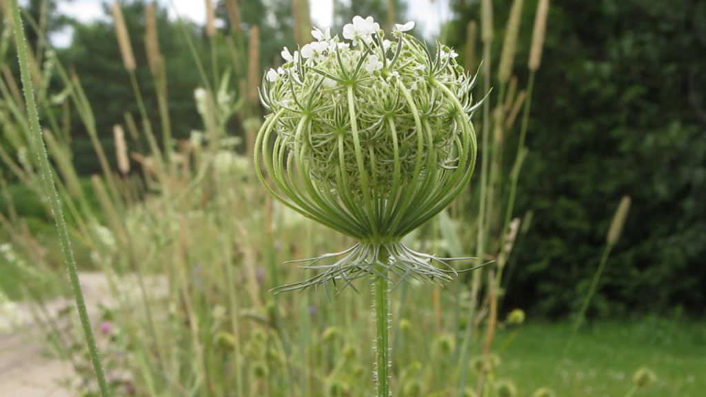 Thistle_flower_b